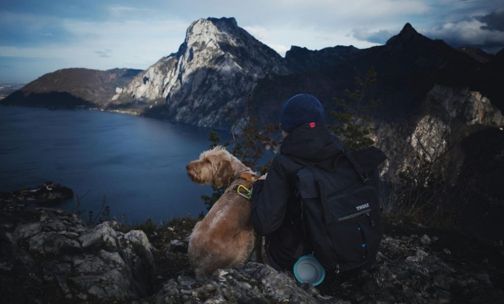dog friendly cottages