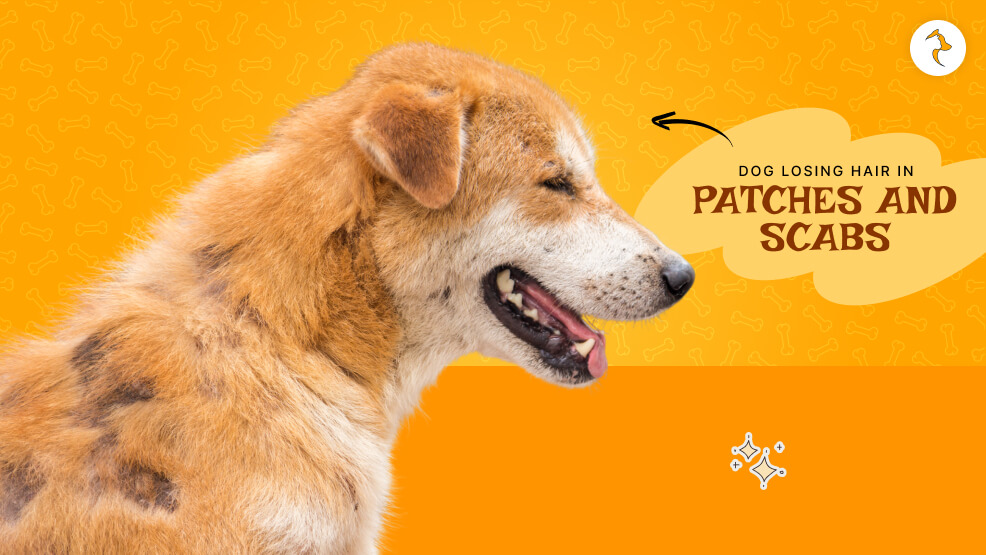 dog losing hair in patches and scabs