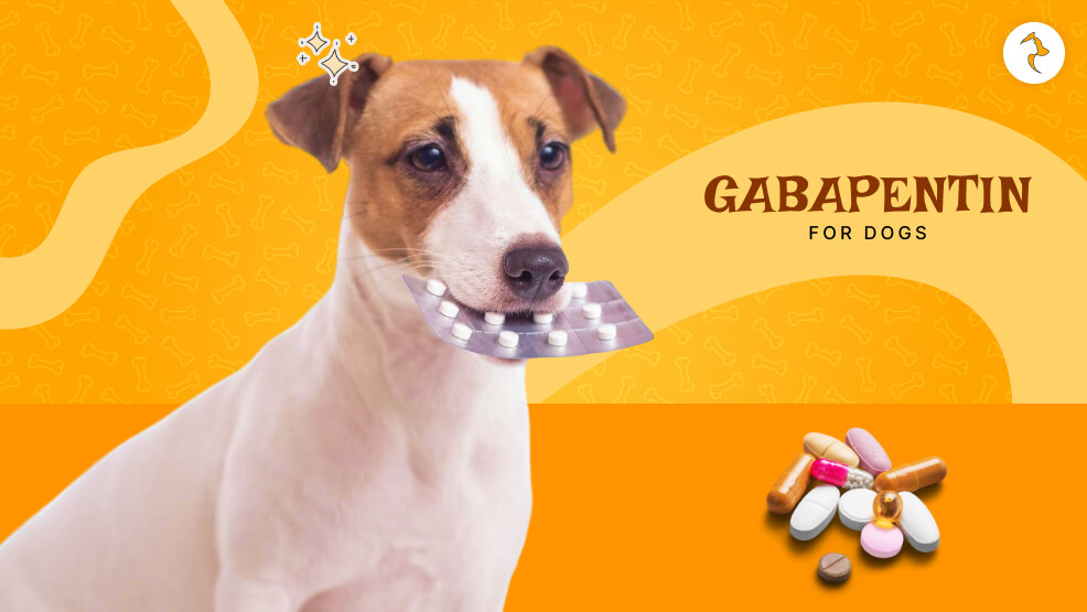 gabapentin for dogs