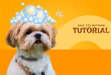 how often should you bathe a shih tzu