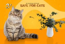 is eucalyptus safe for cats