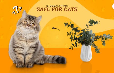is eucalyptus safe for cats