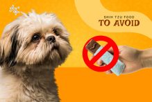 shih tzu foods to avoid