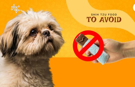shih tzu foods to avoid