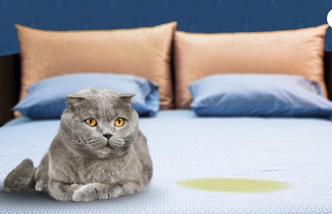 why did my cat pee on my bed