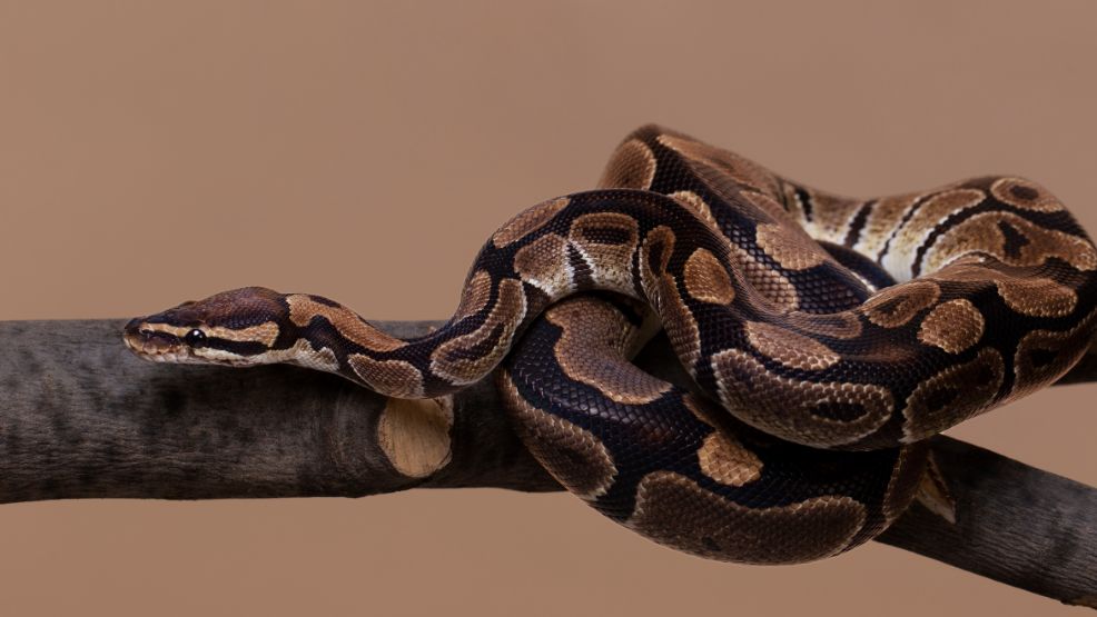Ball Pythons