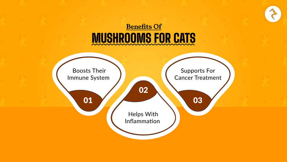 Benefits Of Mushrooms For Cats