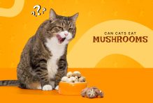 Can Cats Eat Mushrooms