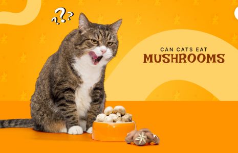Can Cats Eat Mushrooms