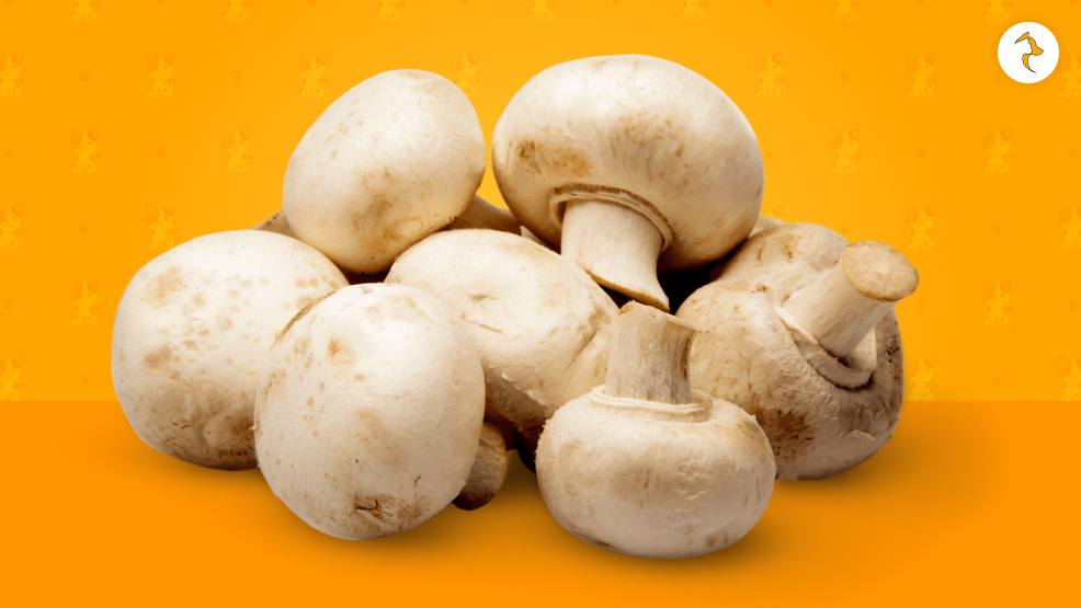Can Cats Eat Mushrooms_