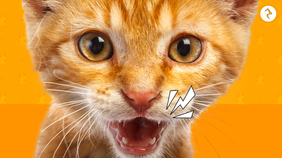 How To Help a Kitten Who Is Continuously Meowing_