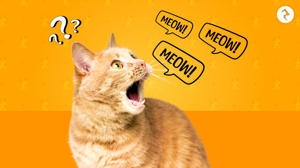 Is Cat Meowing Natural
