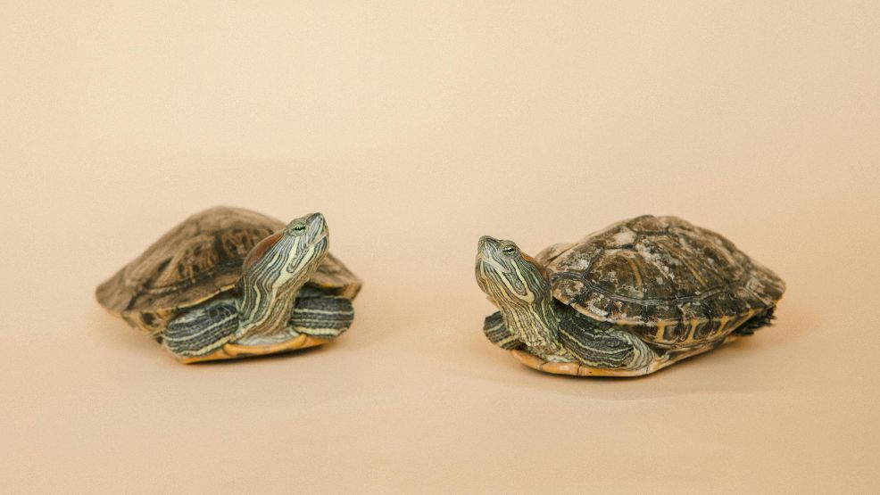 Red-Eared Slider Turtles