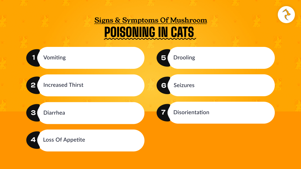 Signs & Symptoms Of Mushroom Poisoning In Cats