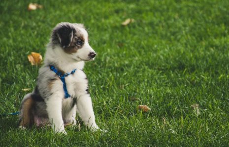 Things to Consider When Adopting a Dog