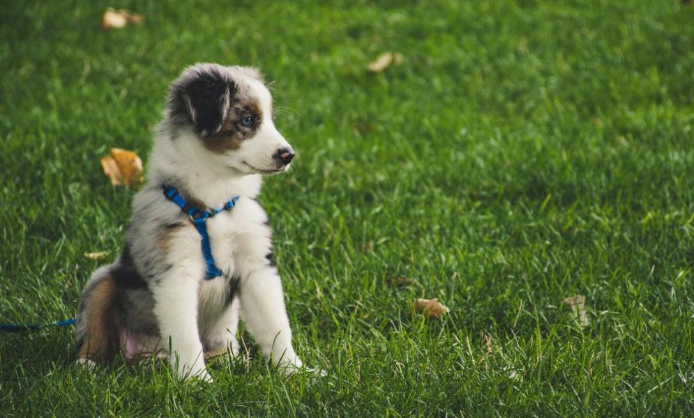 Things to Consider When Adopting a Dog