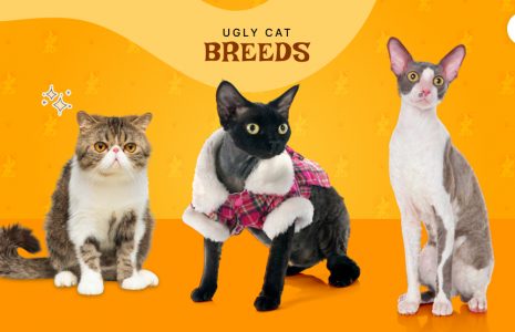 Ugly Cat Breeds