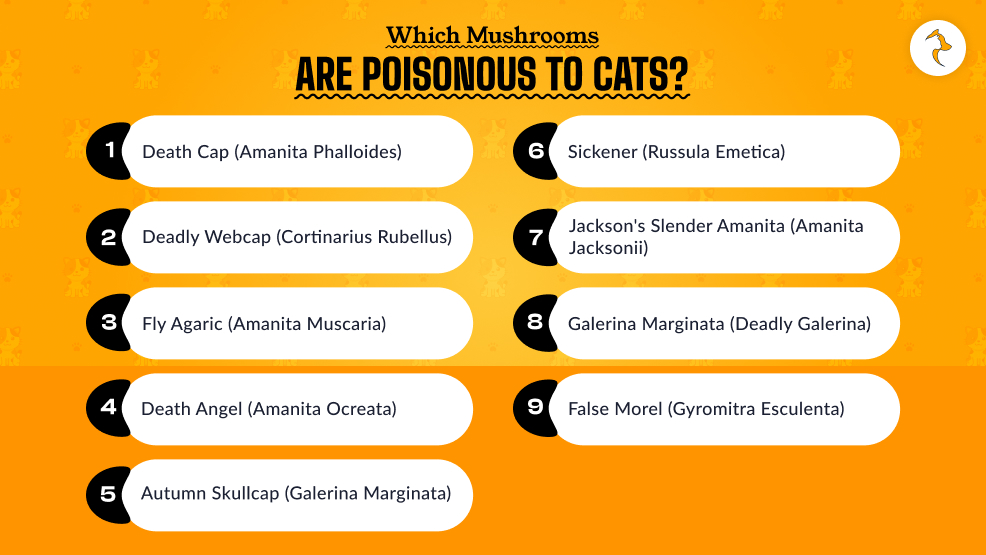 Which Mushrooms Are Poisonous To Cats_