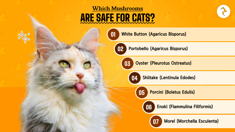 Which Mushrooms Are Safe For Cats_