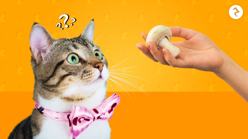 Why Are Cats Drawn To Mushrooms_