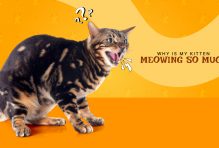 Why Is My Kitten Meowing So Much