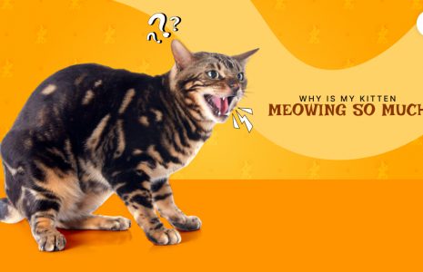 Why Is My Kitten Meowing So Much