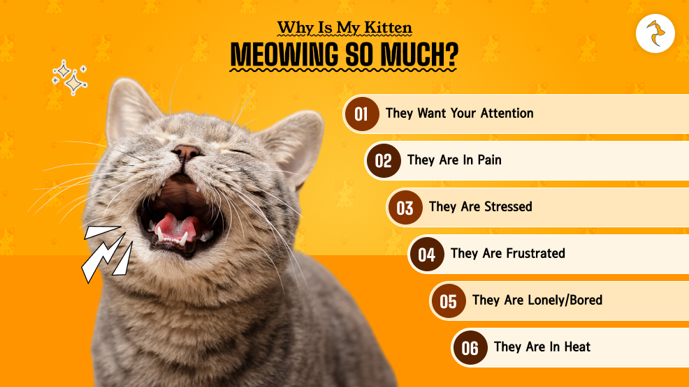 Why Is My Kitten Meowing So Much_ What Are The Probable Causes_