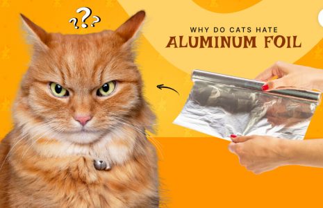 Why do cats hate aluminum foil