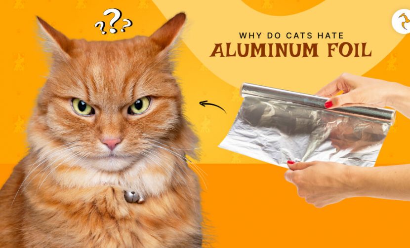 Why do cats hate aluminum foil