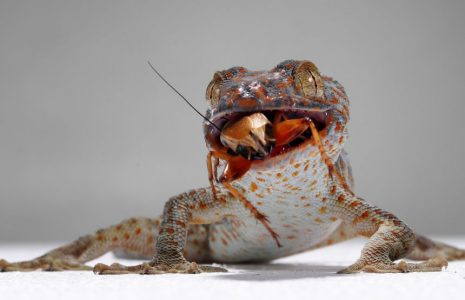 what do reptiles eat