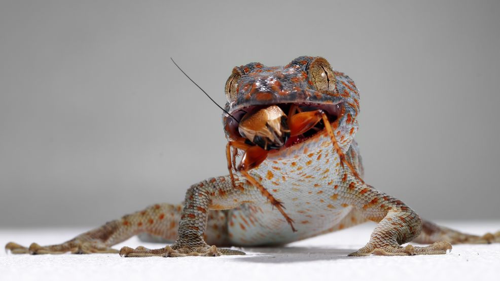 what do reptiles eat