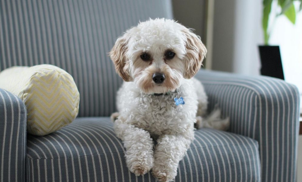 Best Pet Friendly Furniture