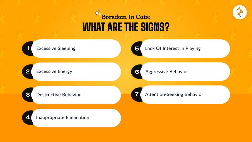 Boredom In Cats_ What Are The Signs