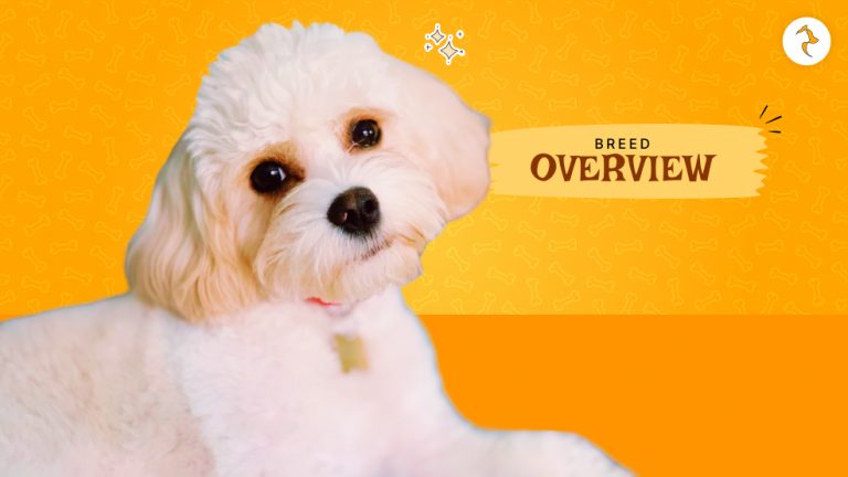 Cavachon Lifespan: How Long Do These Adorable Pups Live?