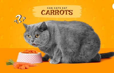 Can Cats Eat Carrots