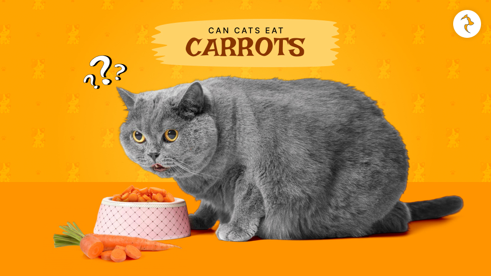 Can Cats Eat Carrots