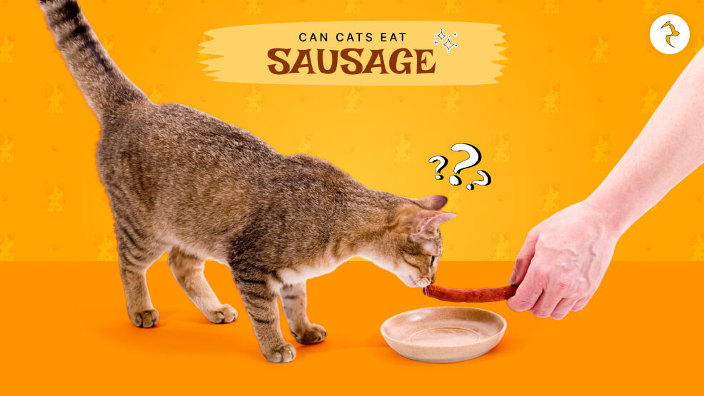 Can Cats Eat Sausage