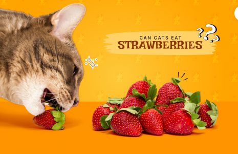 Can Cats Eat Strawberries