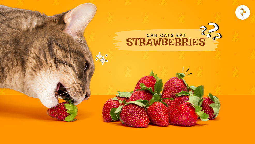 Can Cats Eat Strawberries