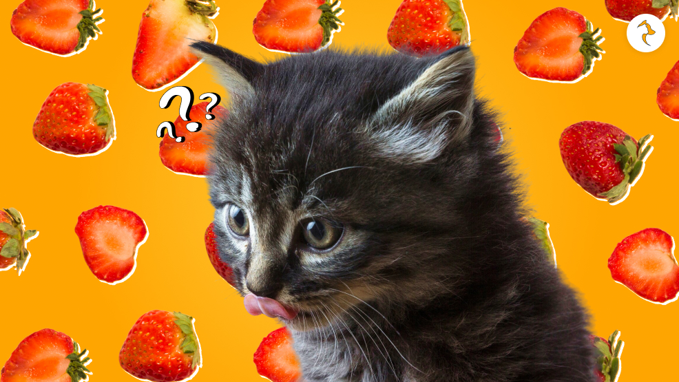 Can Cats Eat Strawberries