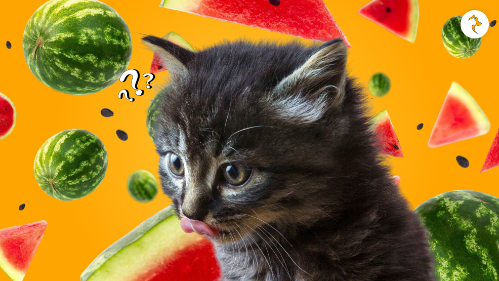 Can Cats Eat Watermelon_ Is It Good For Them