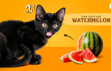 Can Cats Eat Watermelons