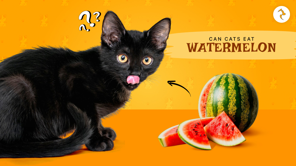 Can Cats Eat Watermelons
