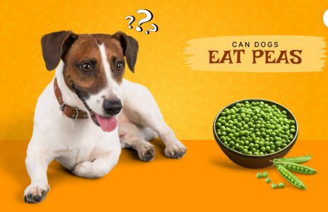 Can Dogs Eat Peas