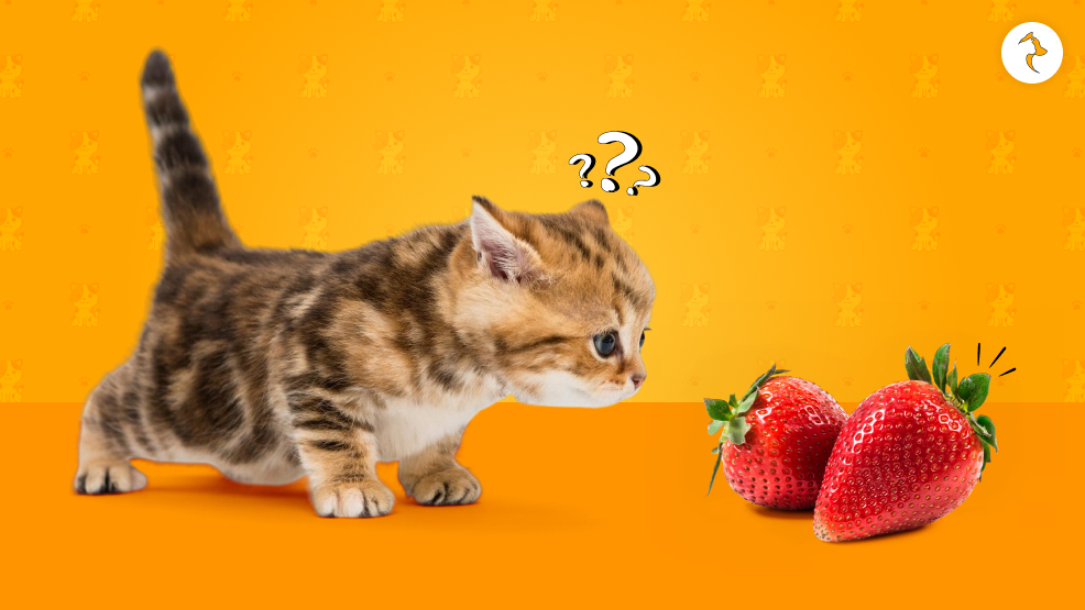 Can Kittens Eat Strawberries