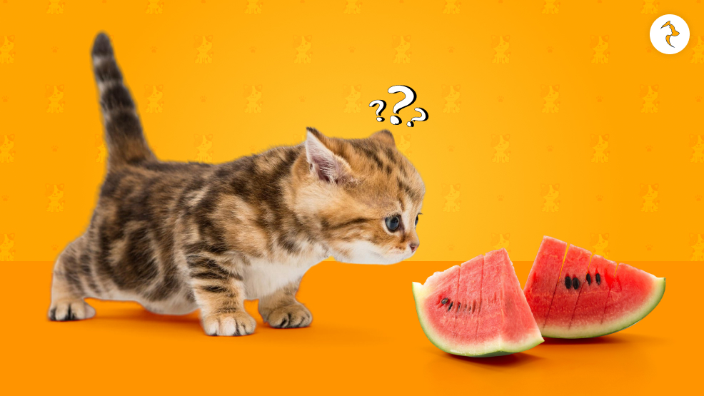 Can Kittens Eat Watermelon