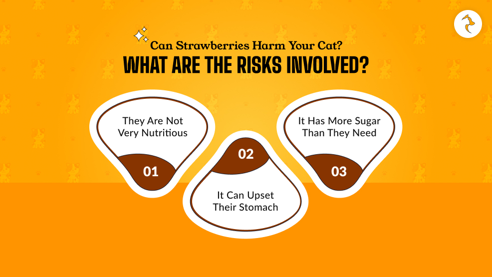 Can Strawberries Harm Your Cat_ What Are The Risks Involved