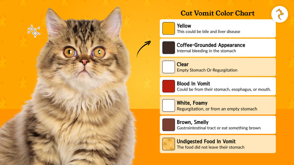 Cat Vomit Color Chart