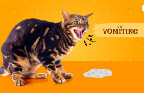 Cat Vomiting