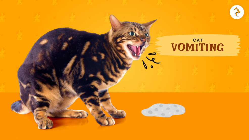 Cat Vomiting